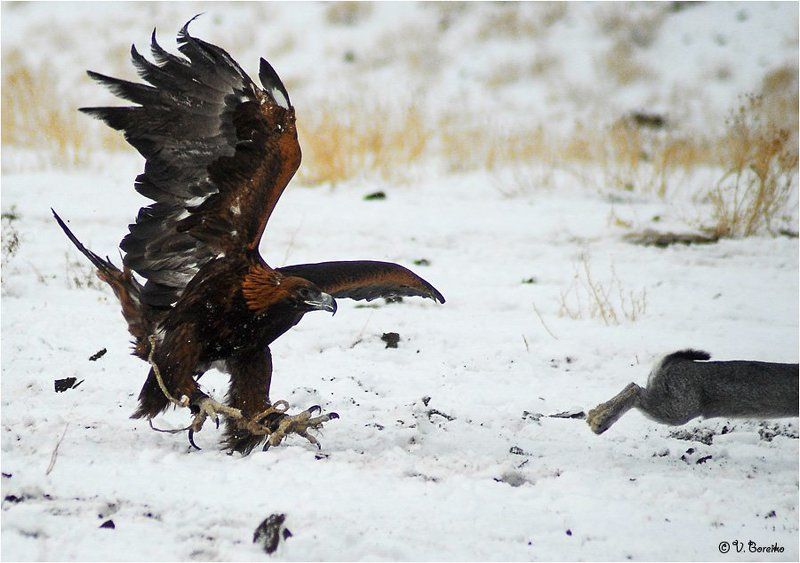 Ну, заяц, погоди! фото превью