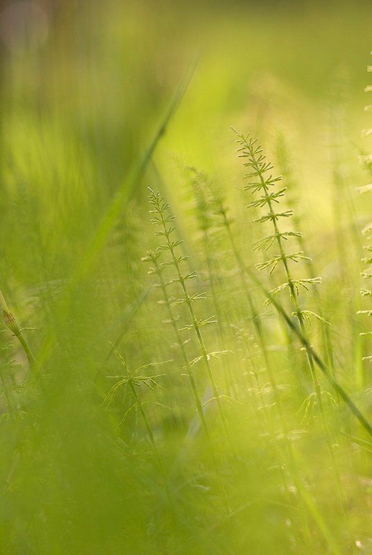 цвет, зеленый, трава Цвет...Зеленый фото превью