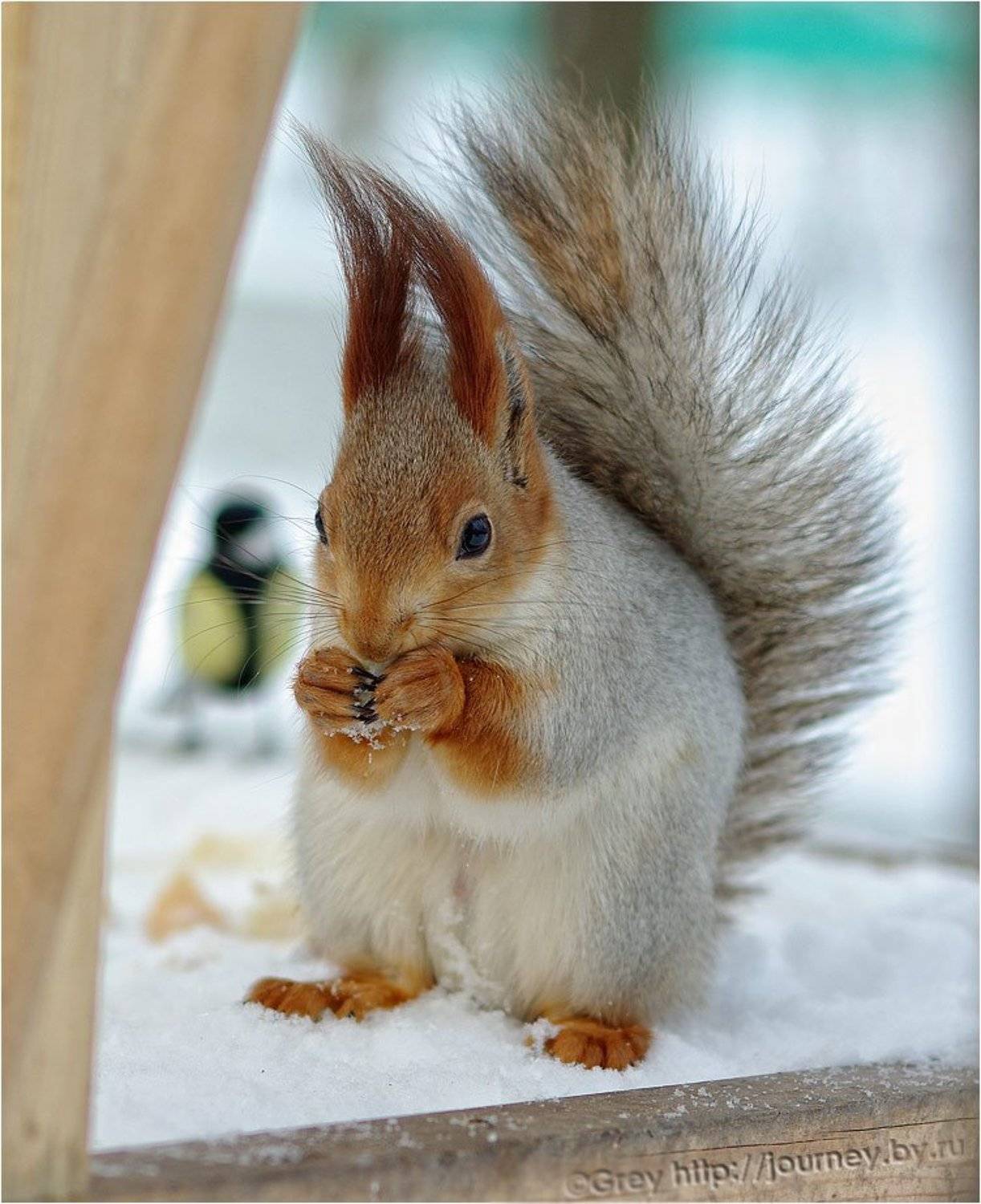 белка,зима, Сергей Павлов