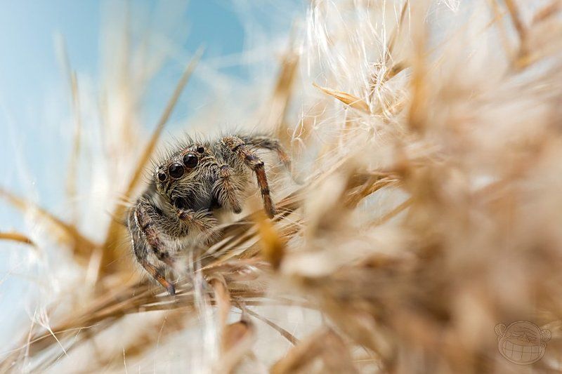 скакунчик, макро, паук Скакунчик во ржи фото превью