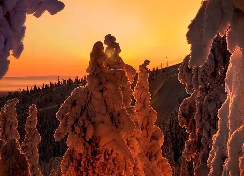 финляндия, зима, снег, деревья, любовь И пусть любовь согреет всех!) фото превью