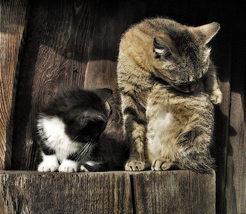 кошка, котёнок, животные Делай как я фото превью