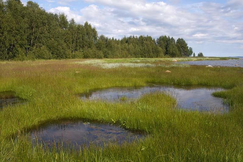 Белое море. Заболоченный берег фото превью