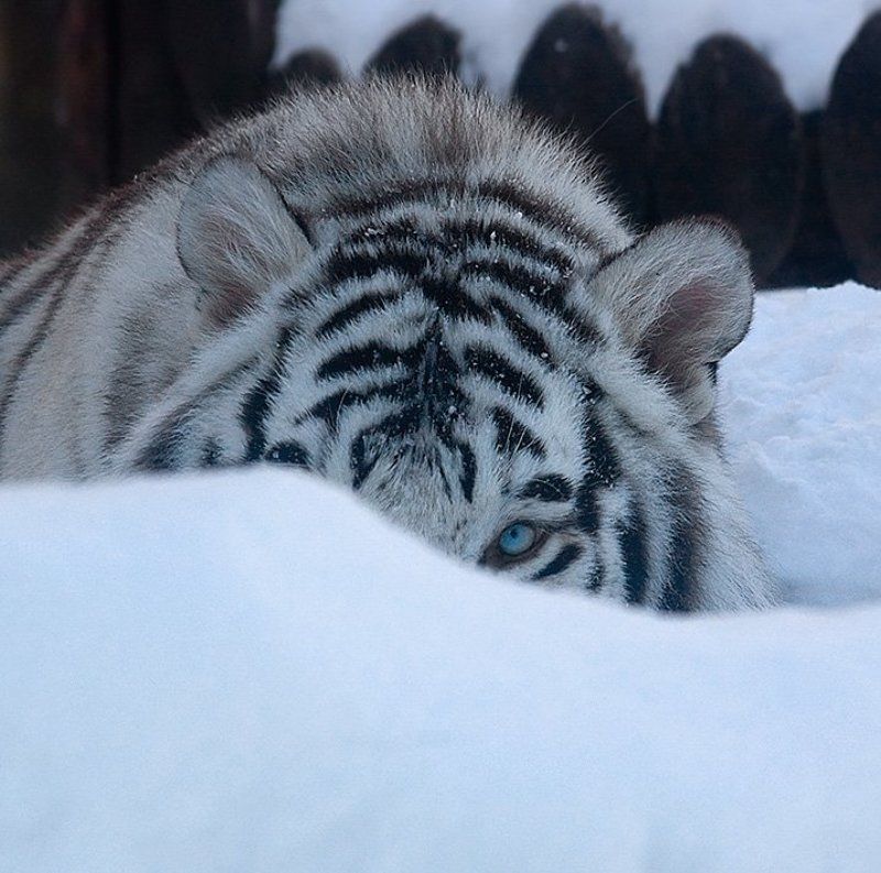 Поздравляю с годом Белого тигра! :) фото превью