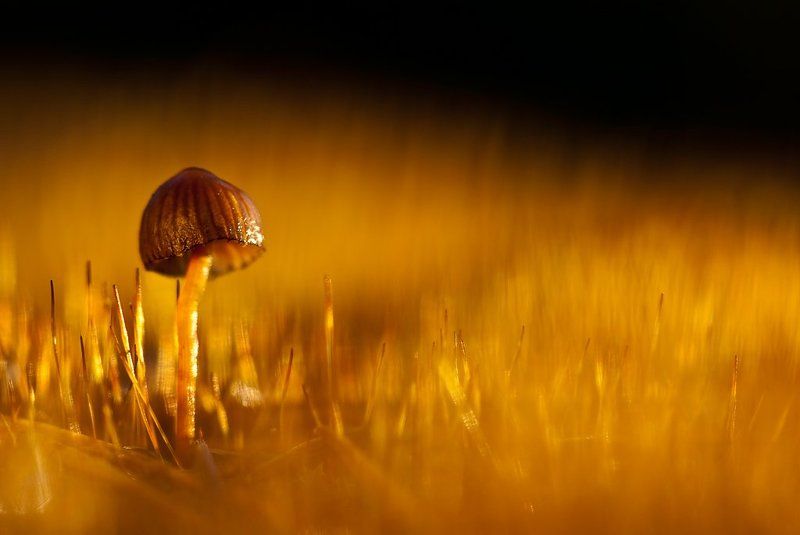 гриб, огонь, мох Гриб в огне ( цвет....Золотой) фото превью