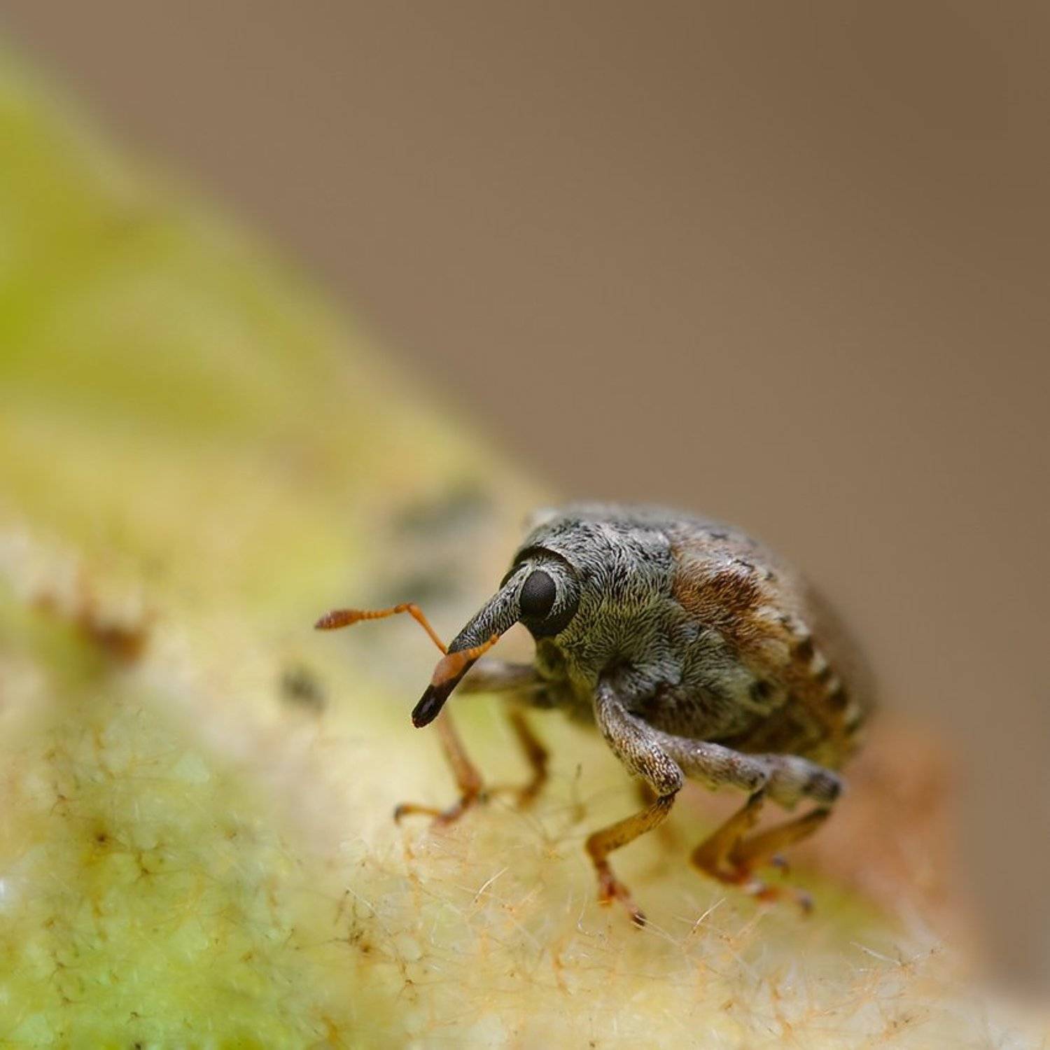 долгоносик, гора, Курочкин Валерий