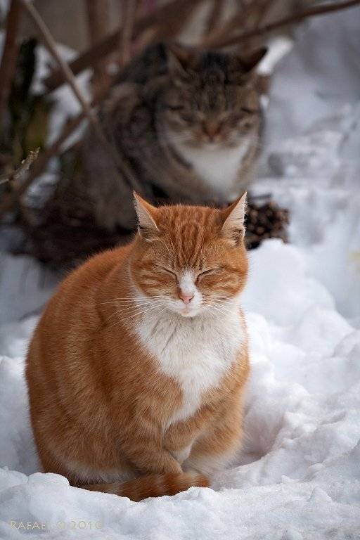 , Рафаэль Александрович Фоменко