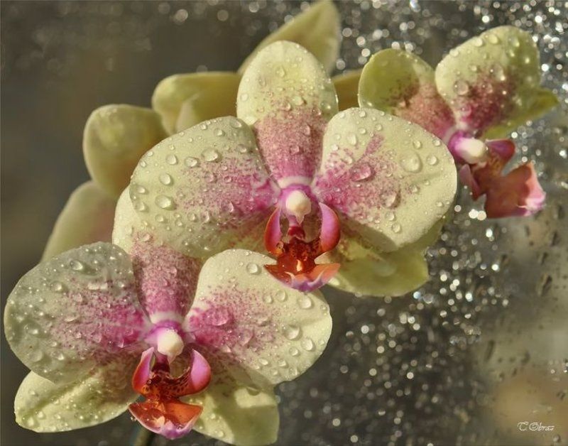 цветы  фото превью