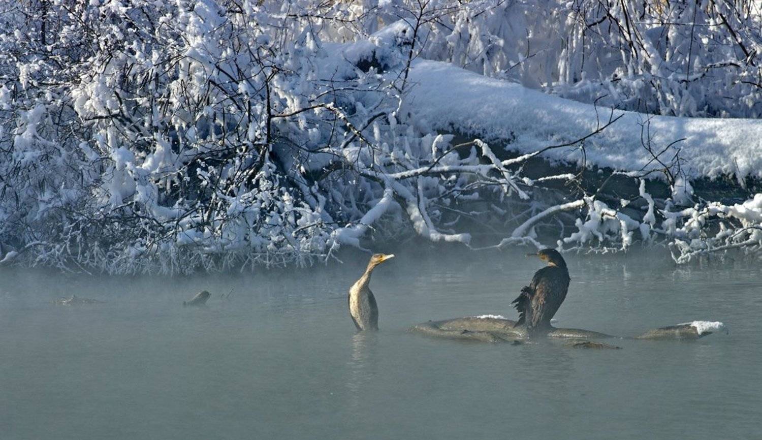 зима, река, кубань, баклан, фёдор