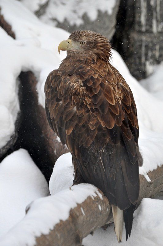 Портрет пернатого товарища фото превью