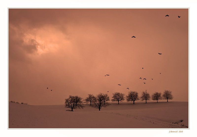 Галки фото превью
