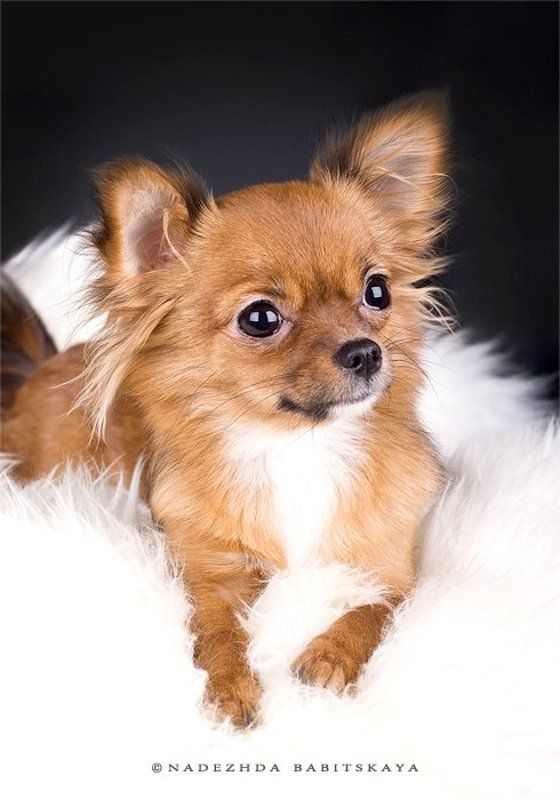 собаки, чихуа-хуа, dog, puppy Алиса фото превью