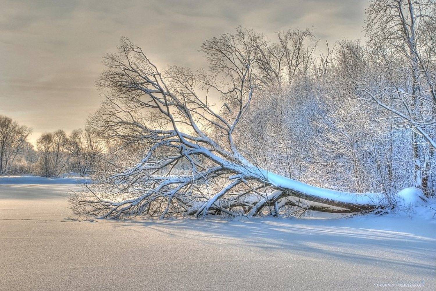 , Евгений Поздняков