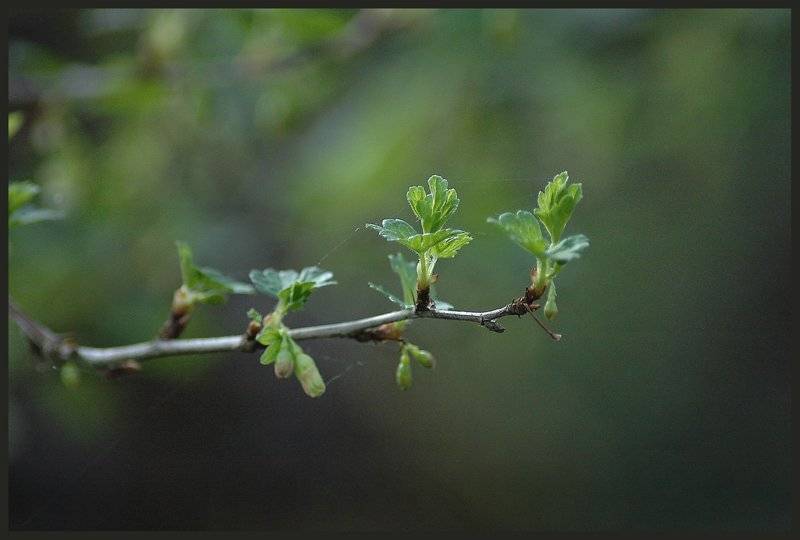 , Юлия Чекмарева