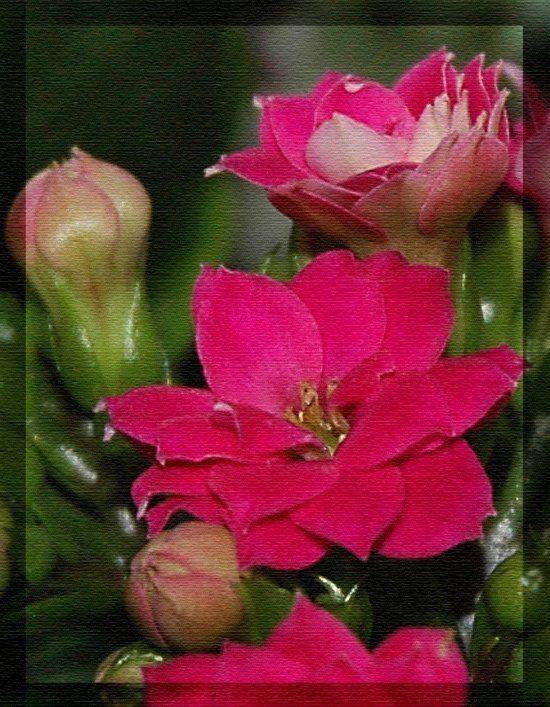 , Юлия Чекмарева