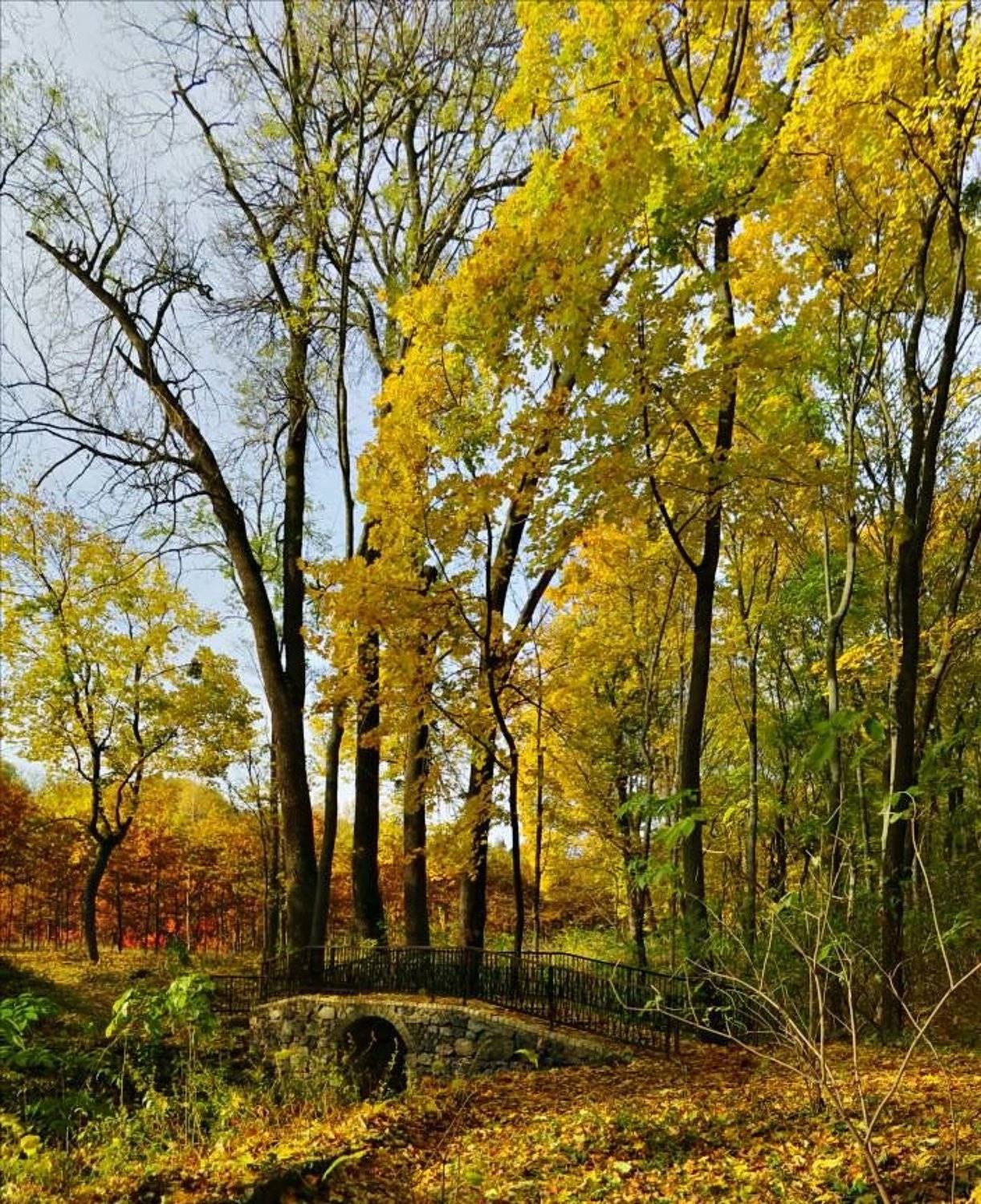 белая церковь, парк, александрия, мост, осень, деревья, кроны, Anastasiya Zorina
