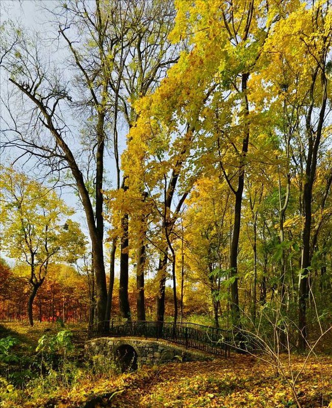 белая церковь, парк, александрия, мост, осень, деревья, кроны Про мост и кроны фото превью