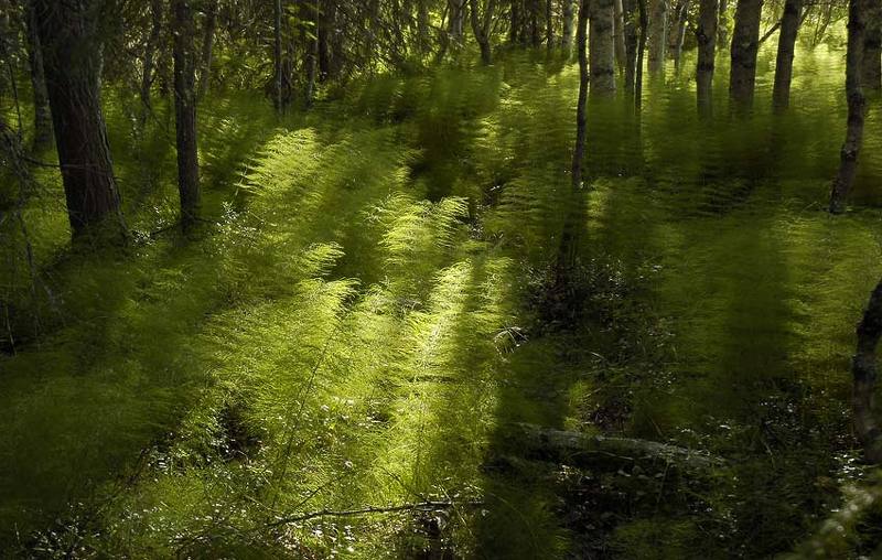 Хвощи фото превью