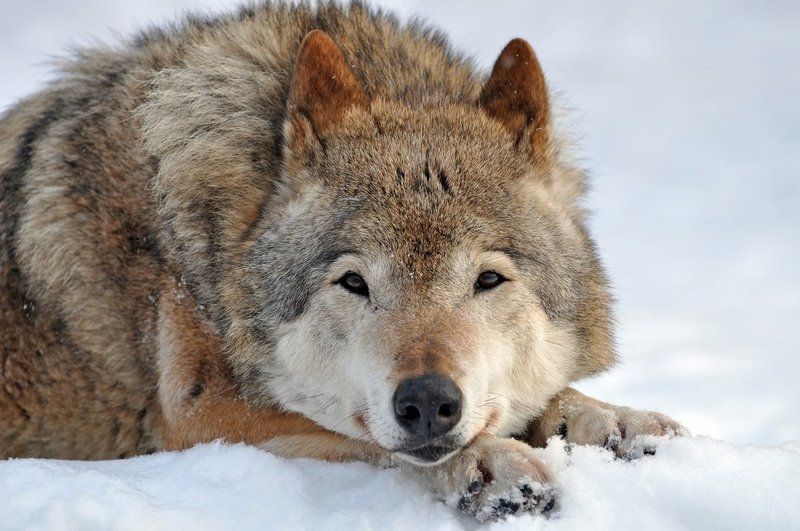 Портрет волка 2 фото превью