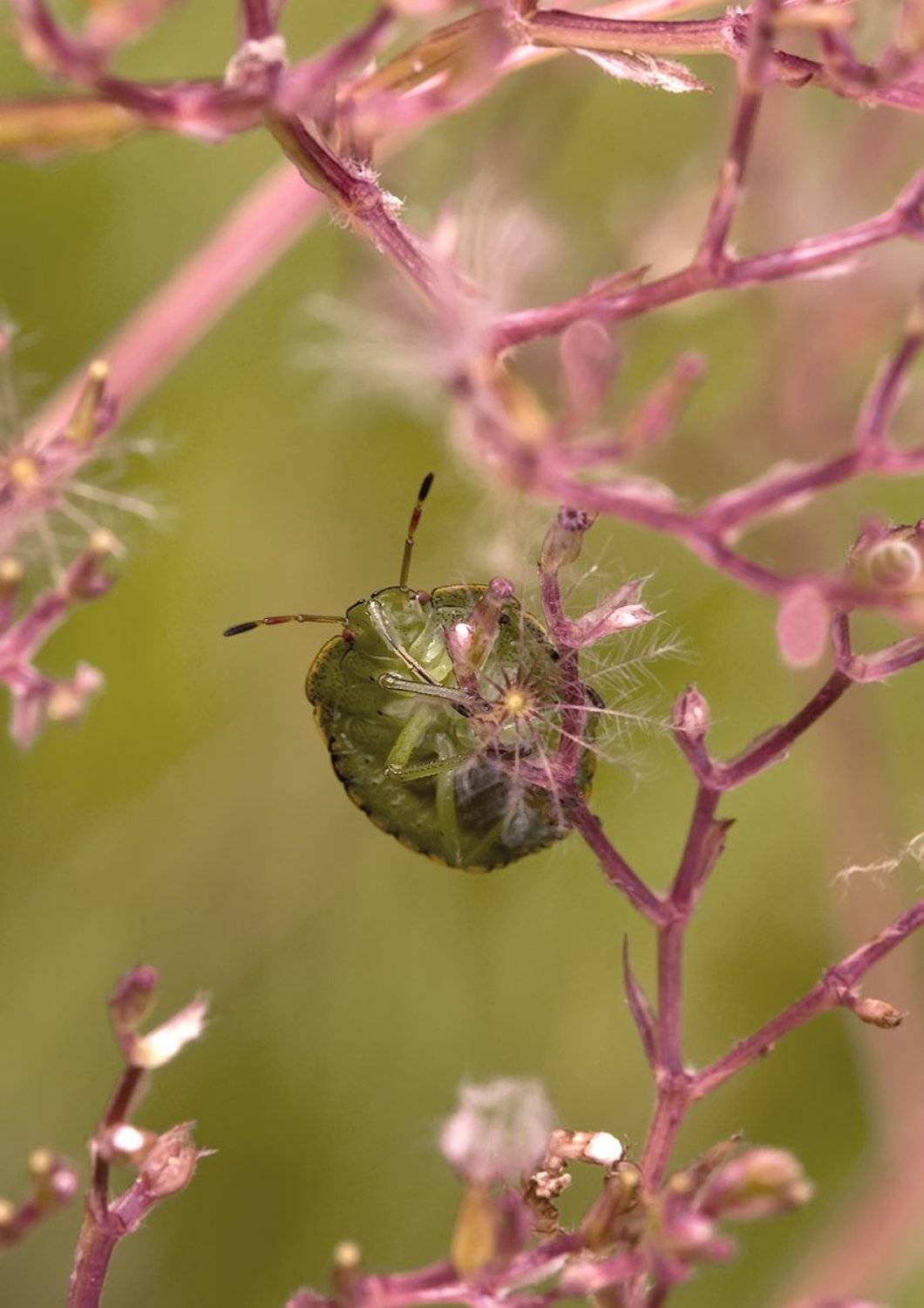 клоп, звезда, Курочкин Валерий
