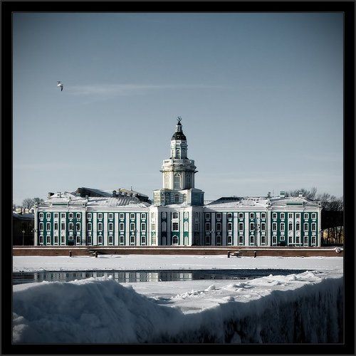 Зимняя питерская открытка с чайкой