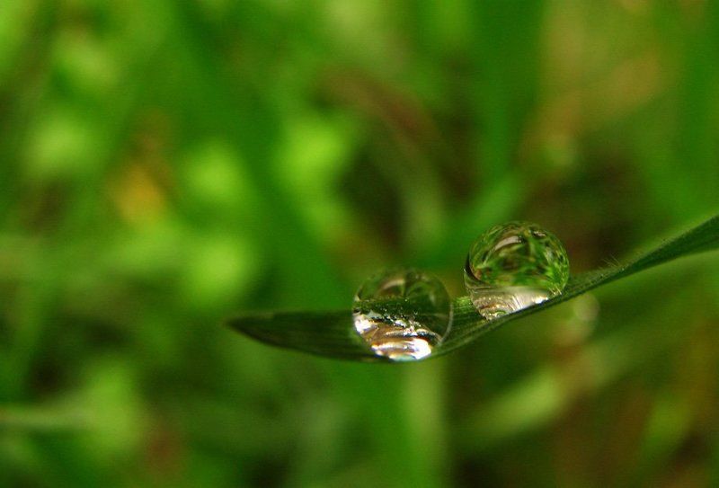 роса, трава, осень, макро парочка фото превью