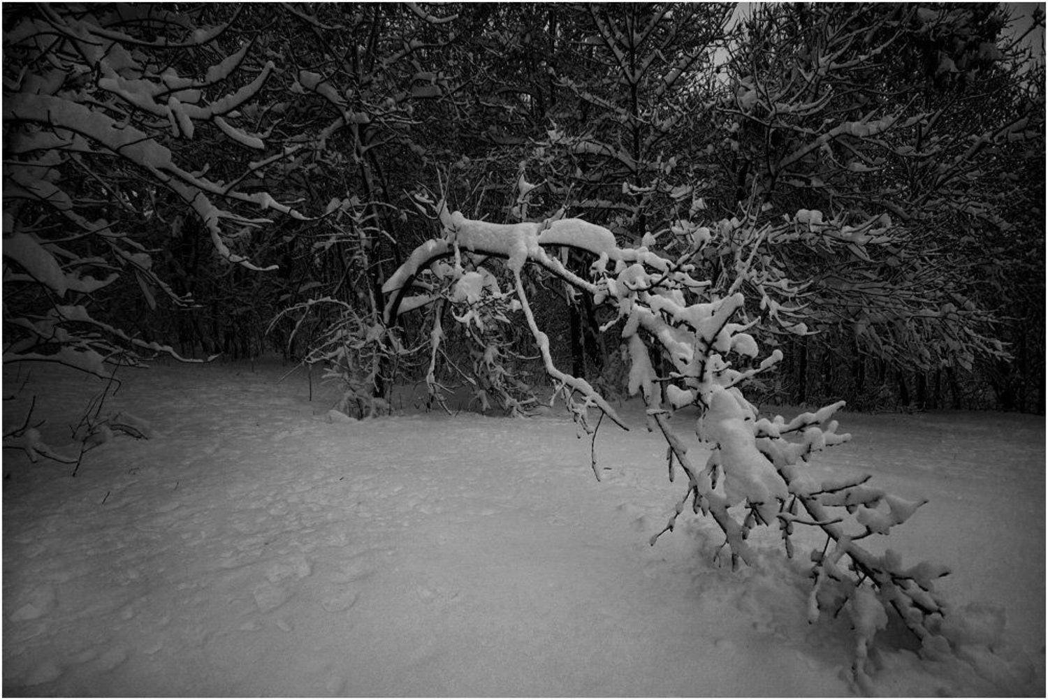 , Игорь Шевченко