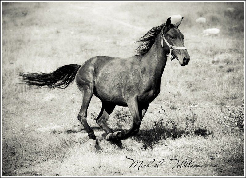 Движение... фото превью