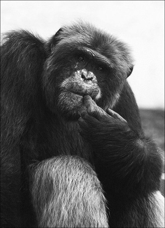 Йети...или кто?! фото превью