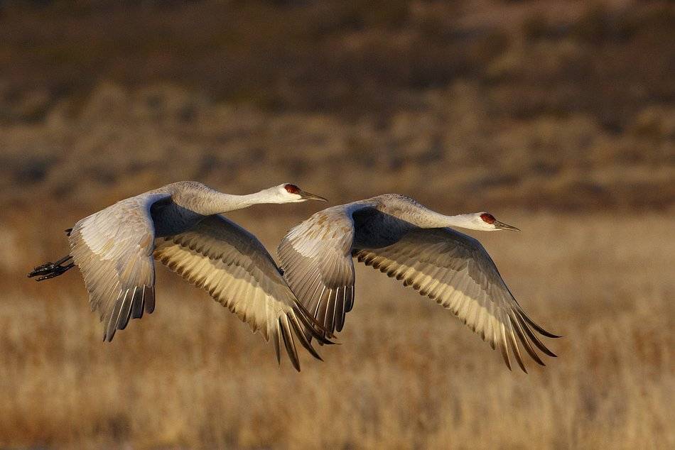 канадский журавль (sandhill crane | grus canadensis), bosque del apache nwr, new mexico, usa, Vadim Balakin