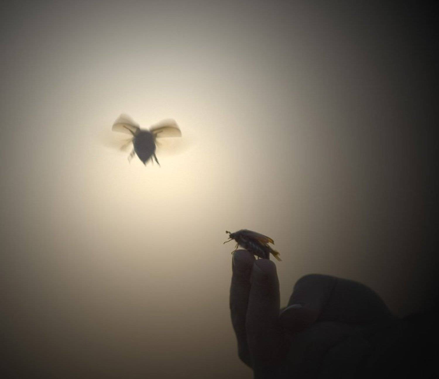 майский, жук, прошлое лето