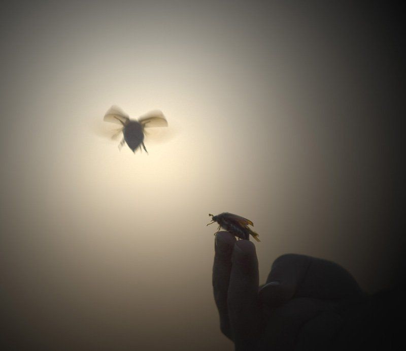 майский, жук Лети, голубь фото превью