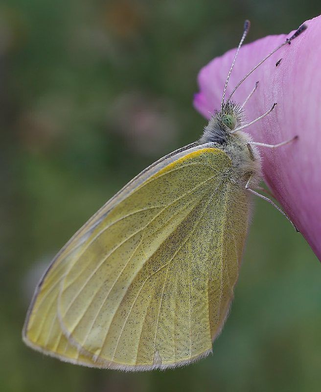 Тон нежности фото превью