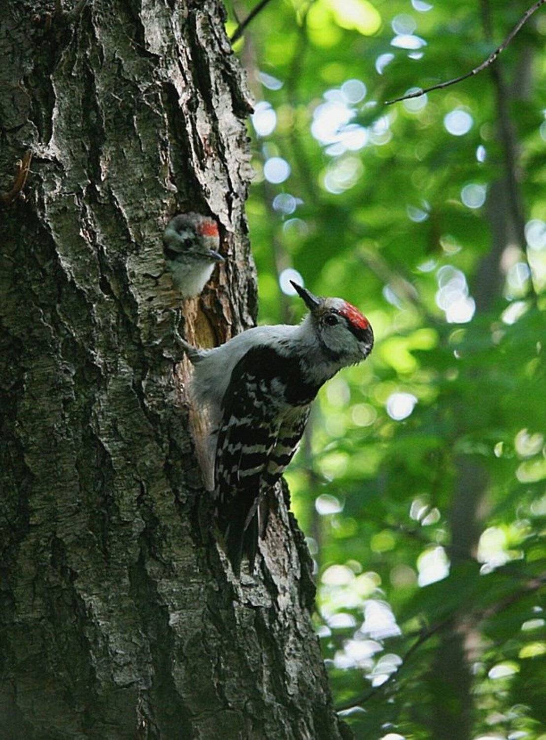 дятлы, птенцы, май, Василий Черкасский