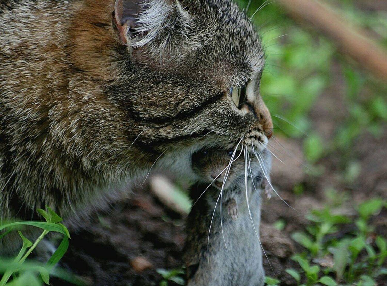 жизнь, кошка, мышка, писец ..., Василий Черкасский