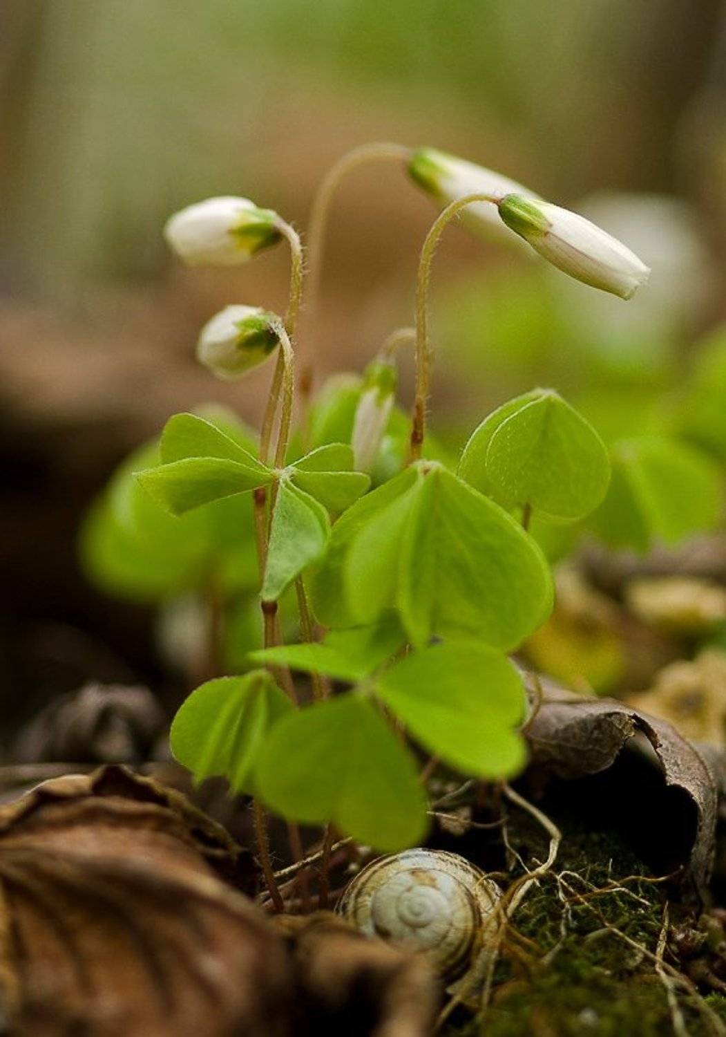 кислица, улитка, Юлия