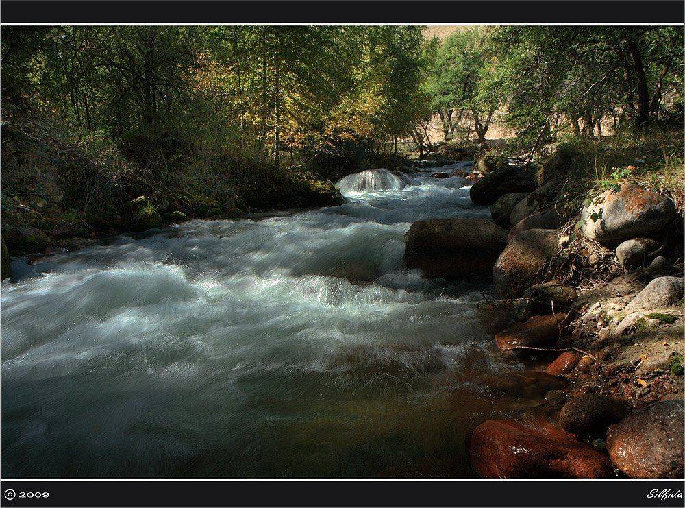вода, природа, лес, река, Silfida