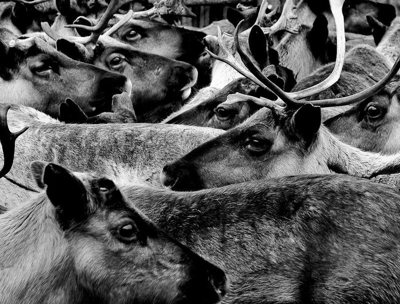 волна тундры фото превью