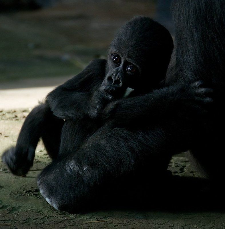 Как страшно жить... фото превью