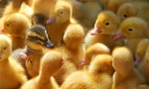 не такая как все...