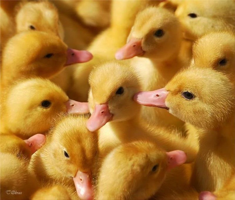 утята именинник фото превью