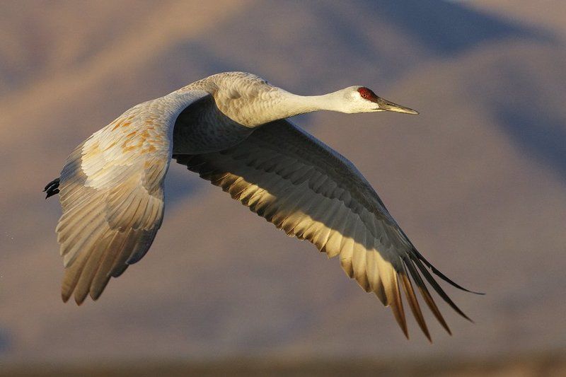Высший пилотаж фото превью