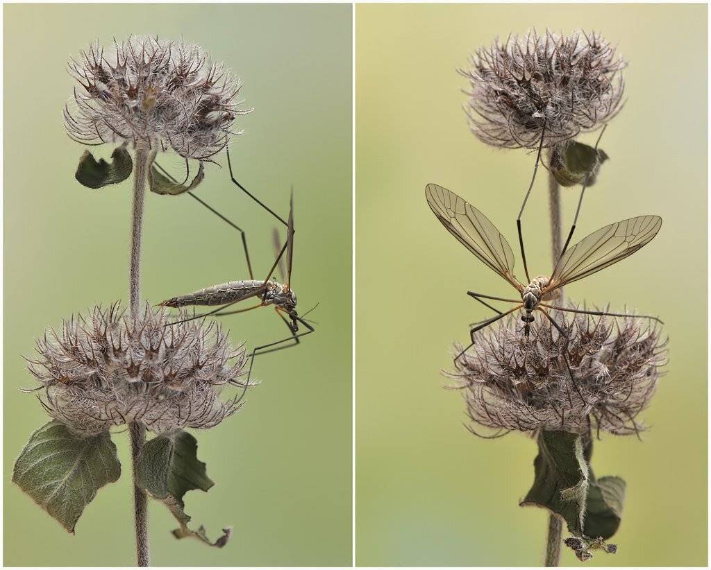 , Алёна Шевцова