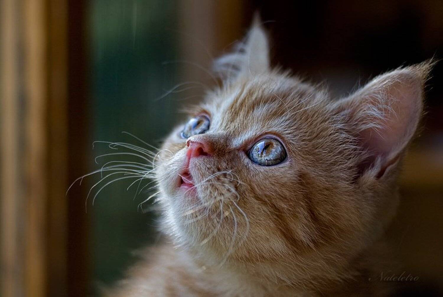 рыжий, экзотический, котик, Nateletro