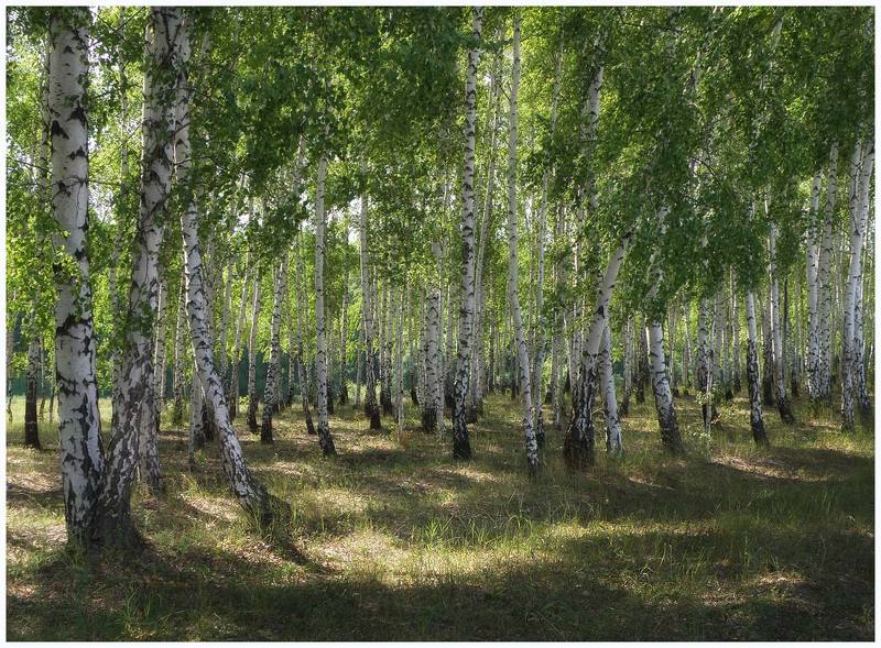 * * * фото превью