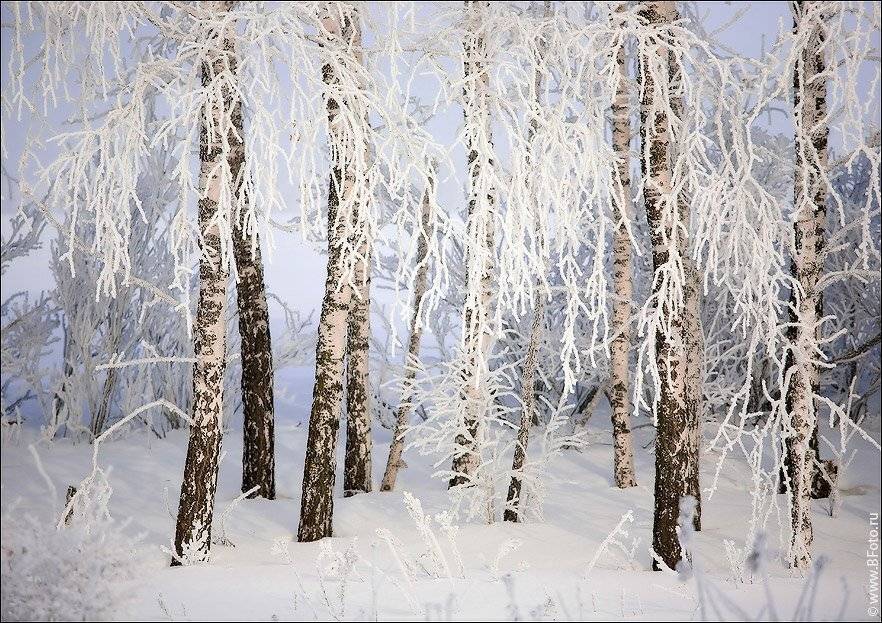 березы, иней. февраль, зима, снег, Алексей Строганов