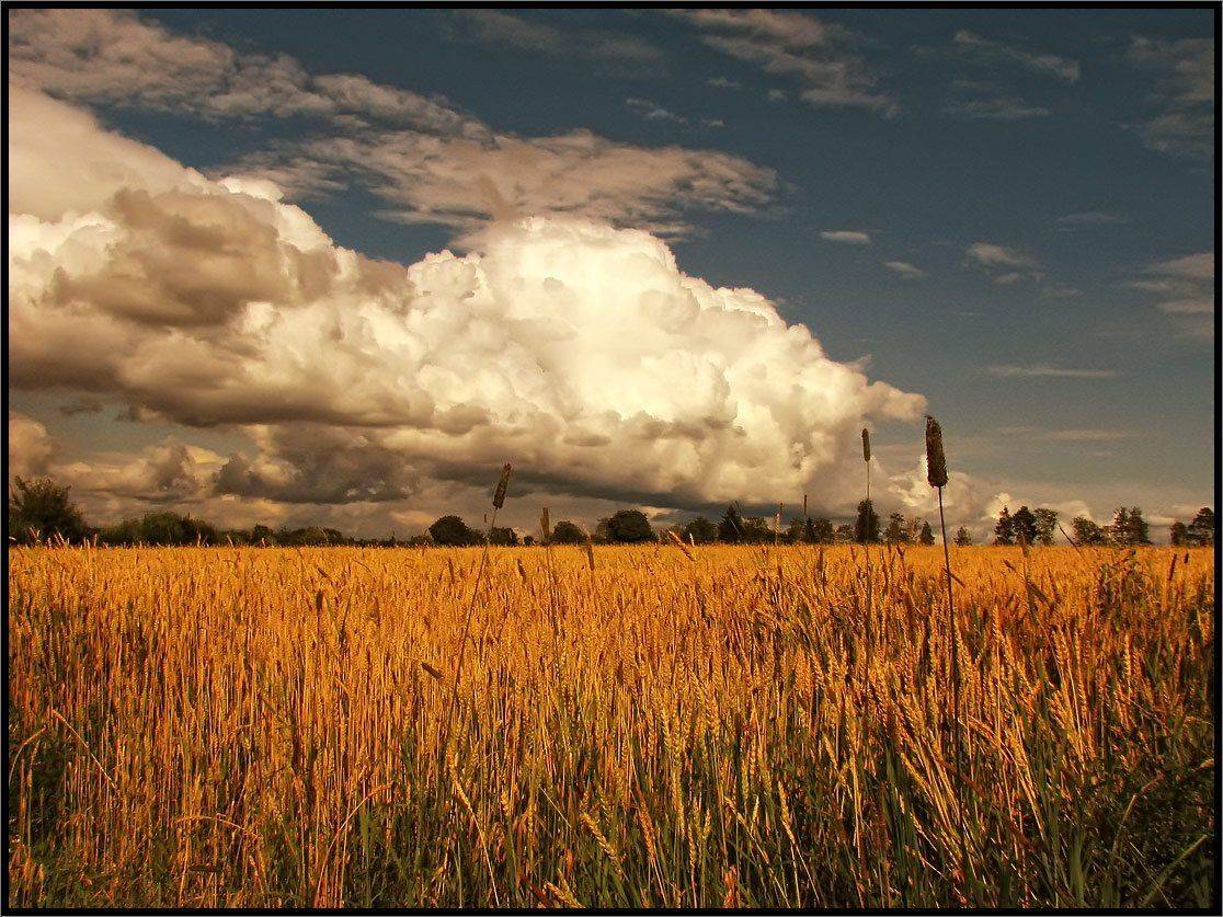 , Лунный Ежик