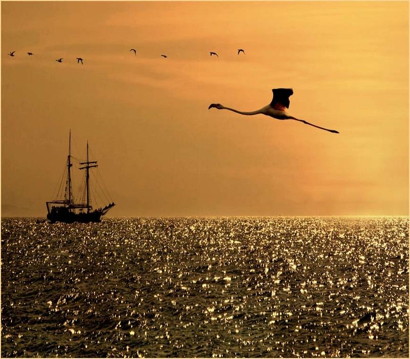 фламинго, полёт, гадкий утёнок, эйлат Гадкий утёнок южных широт...) фото превью