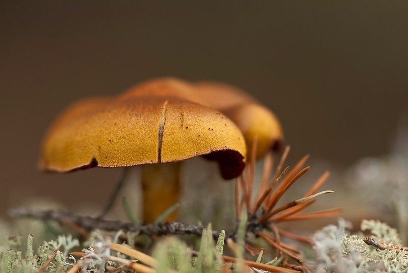 гриб, осень Поздней осенью.. фото превью
