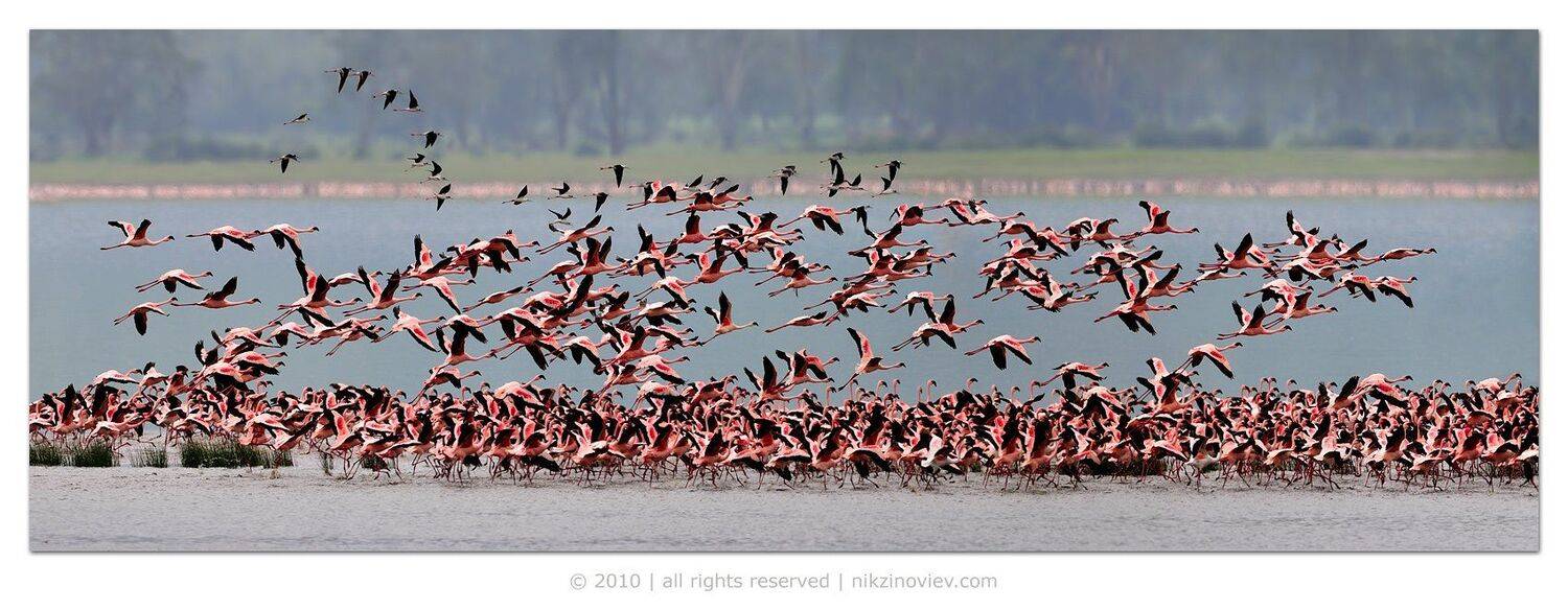 африка, фламинго, птицы, нгоронгоро, танзания, Николай Зиновьев